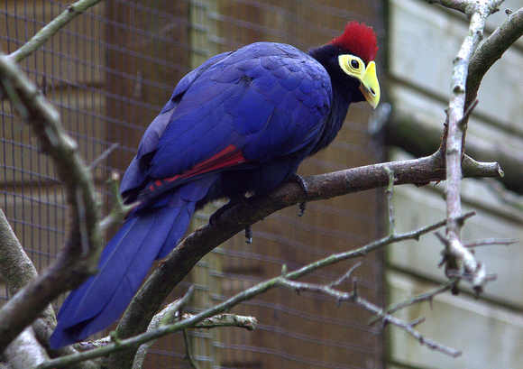 Lady Ross's Turaco