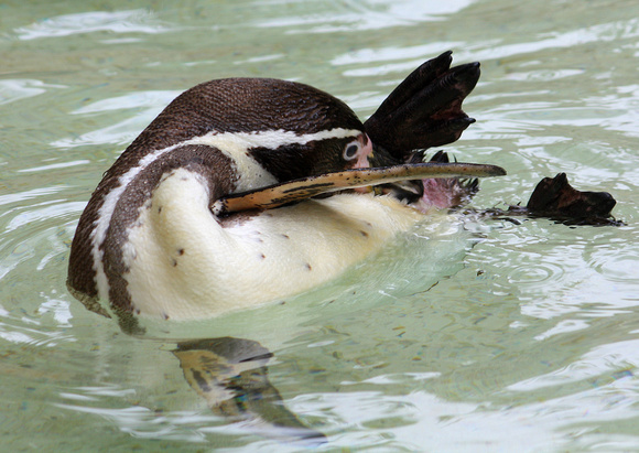 Humboldt Penguin (Peru/Chile)
