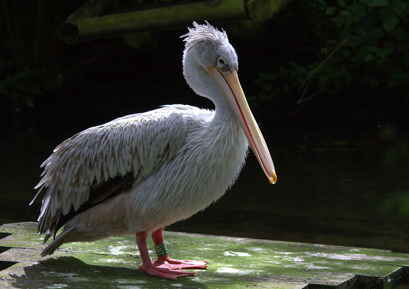 Pink-backed Pelican (Africa/Southern Arabia)