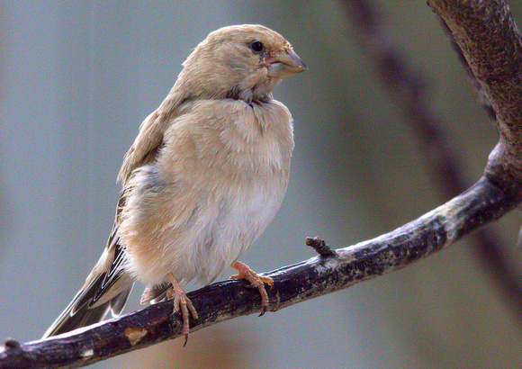 Desert Finch (Southern Eurasia)