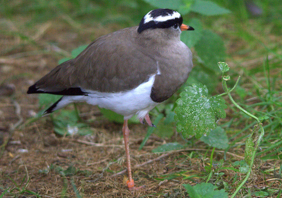 Crowned Lapwing (Southern/Southwestern Africa)