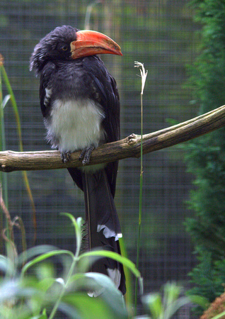 Crowned Hornbill (Eastern Africa)