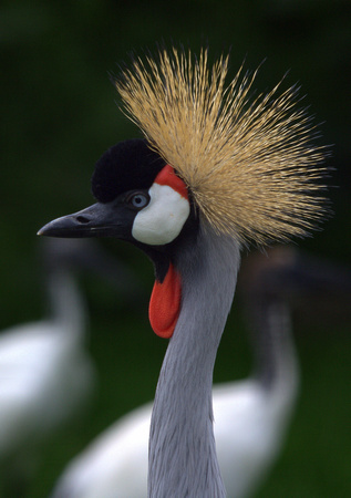 Grey Crowned Crane (Africa)