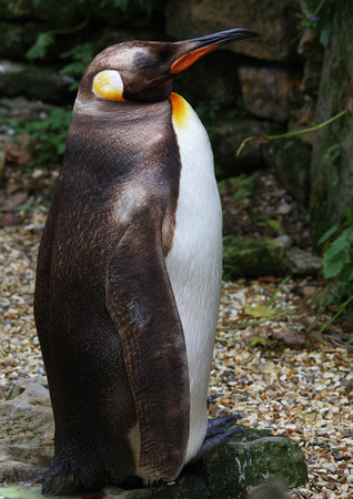 King Penguin (Sub-Antarctic Islands)