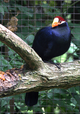 Violet Turaco (West Africa)