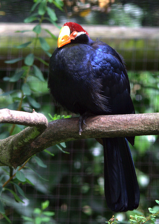 Violet Turaco (West Africa)