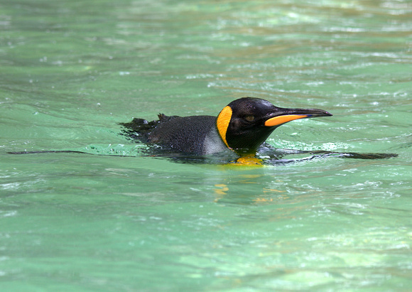 King Penguin (Sub-Antarctic Islands)