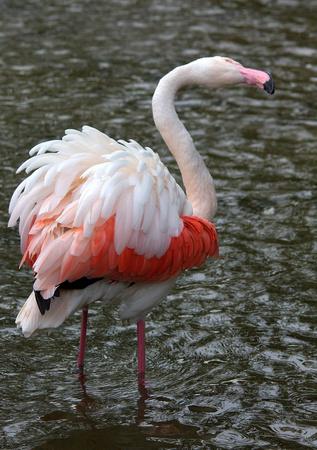 Greater Flamingo (Africa/Southern Asia/Southern Europe)