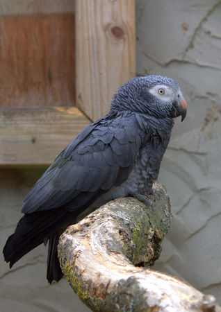 Congo African Grey Parrot (West & Central Africa)