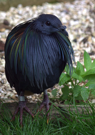 Nicobar Pigeon (South-east Asia Coastal Regions & Islands)