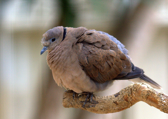Black-winged Ground Dove (South America)