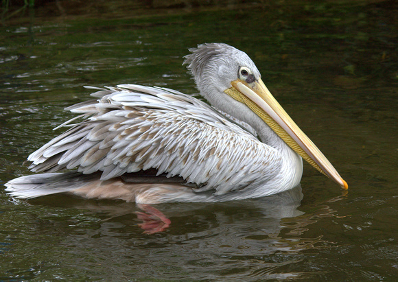 Pink-backed Pelican (Africa/Southern Arabia)