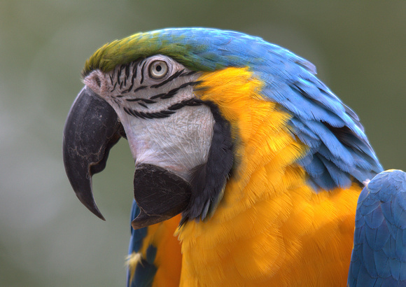 Blue-and-yellow Macaw (South America)