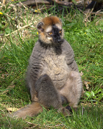 Red-fronted Lemur