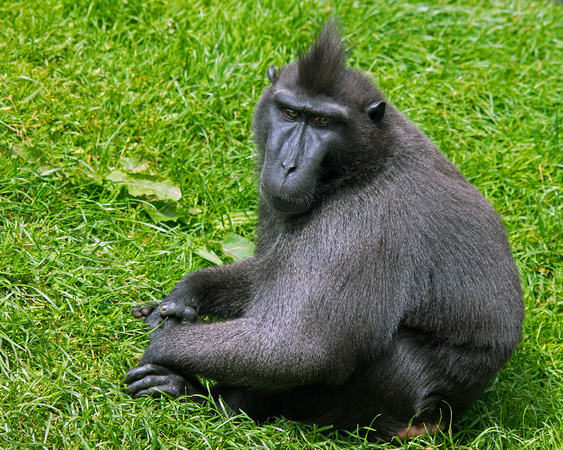 Sulawesi Black Crested Macaque