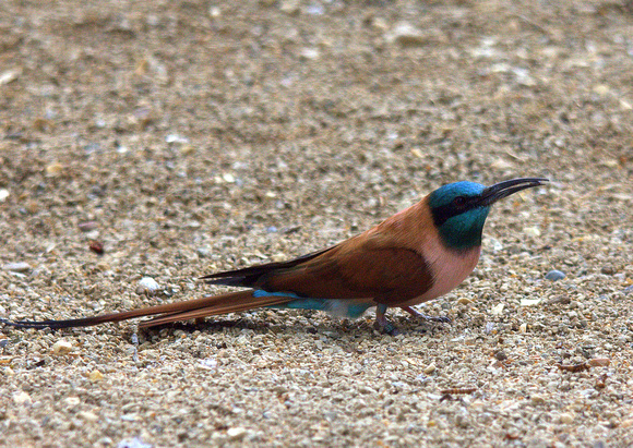 Northern Carmine Bee-eater (Africa)