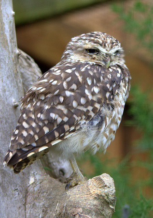 Burrowing Owl (North & South America)