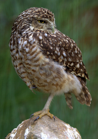 Burrowing Owl (North & South America)