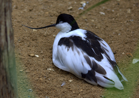 Pied Avocet (Europe/Central Asia)
