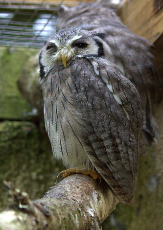Northern White-faced Owl (Africa)