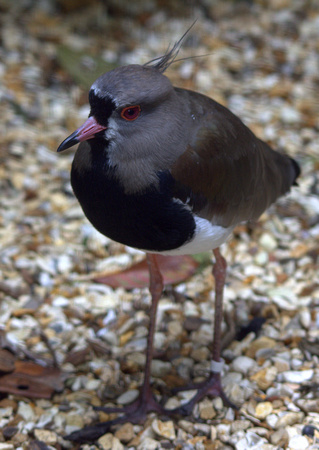Southern Lapwing (South America)