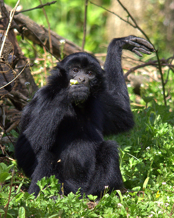 "Bryn"  -  Juvenile Male Gibbon