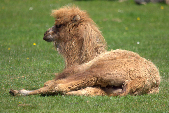 Juvenile Bactrian Camel