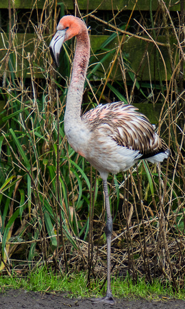 Juvenile Flamingo